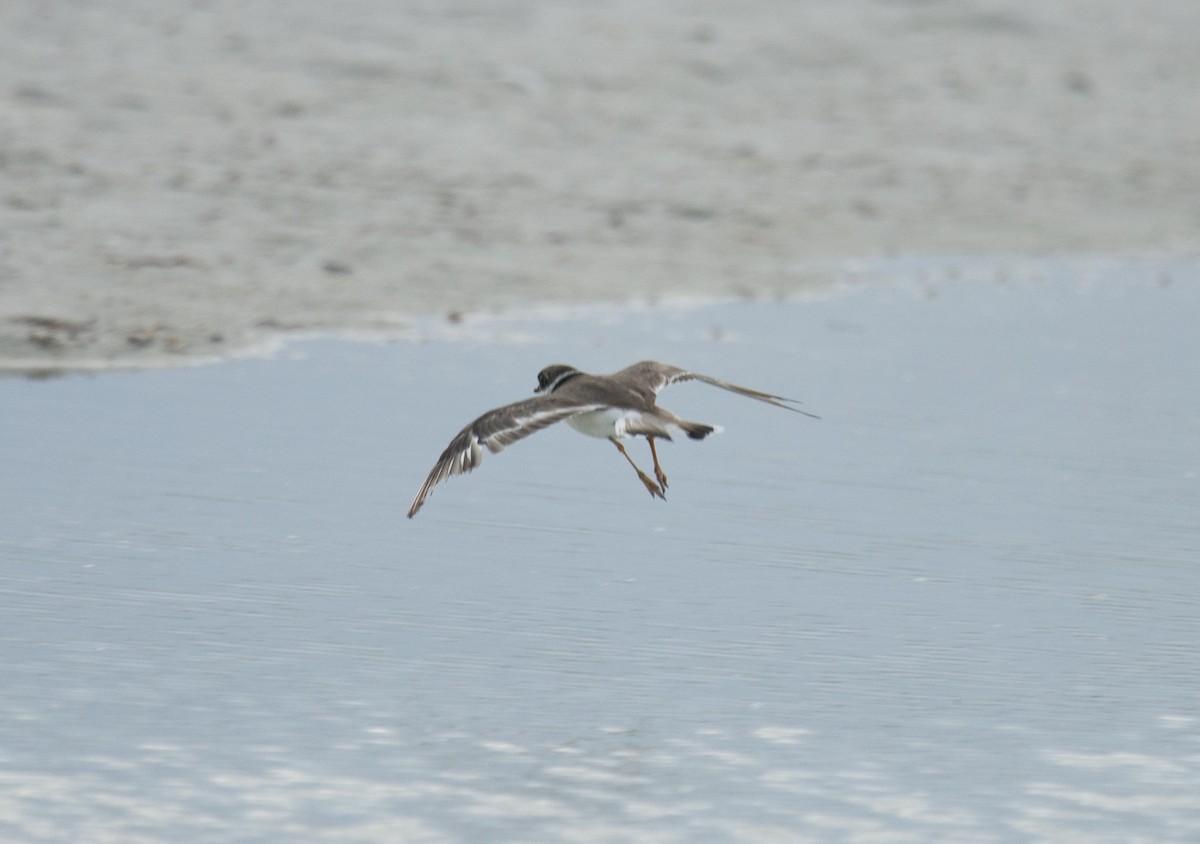 Semipalmated Plover - ML401832861