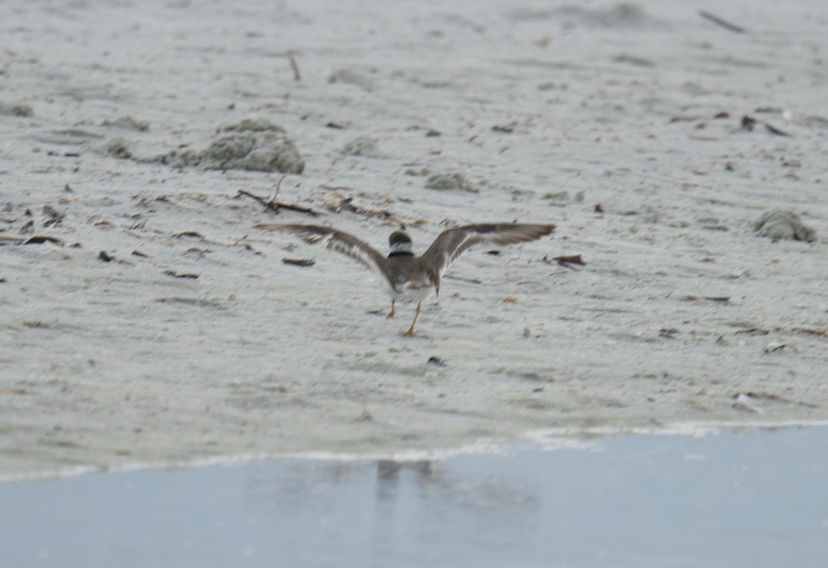 Semipalmated Plover - ML401832881