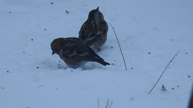 Plain Mountain Finch - ML401833201