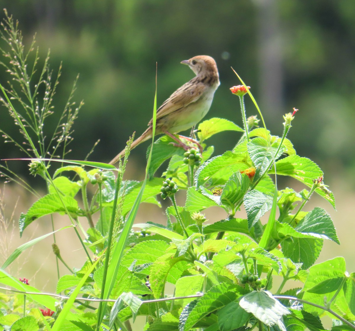 Tawny Grassbird - Paul Dobbie