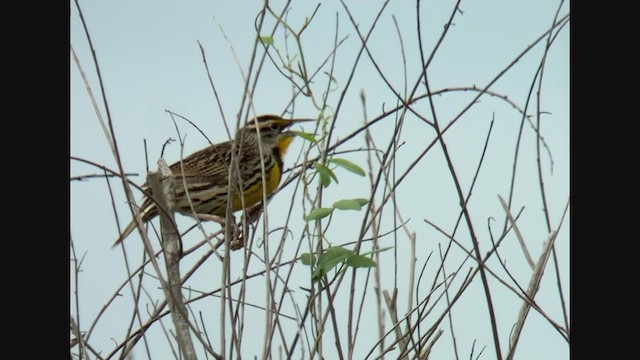 Eastern Meadowlark (Eastern) - ML401833801