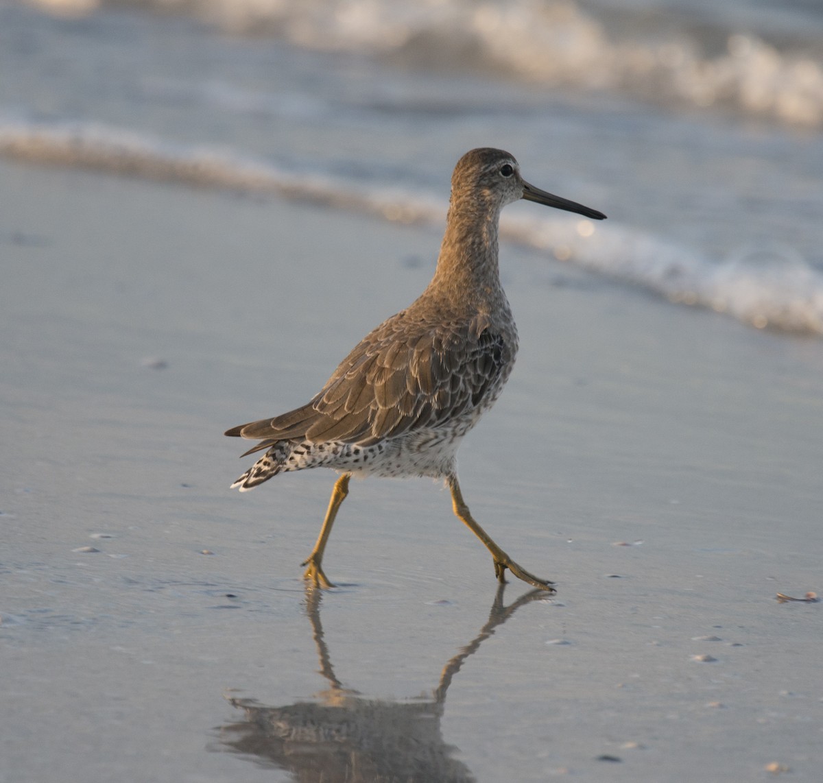 Short-billed Dowitcher - ML401834721