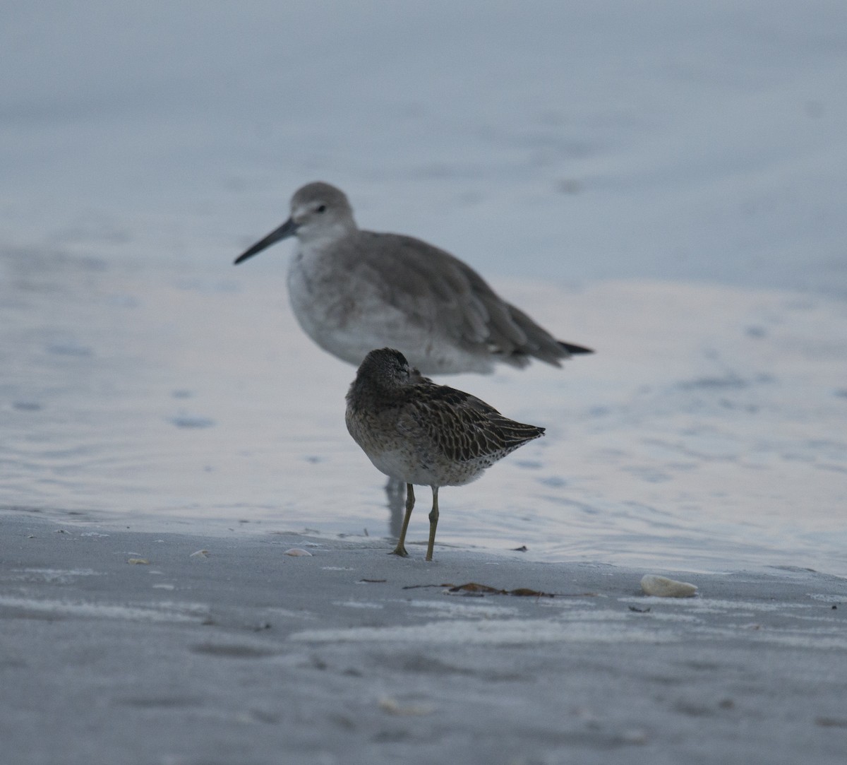 Short-billed Dowitcher - ML401834951