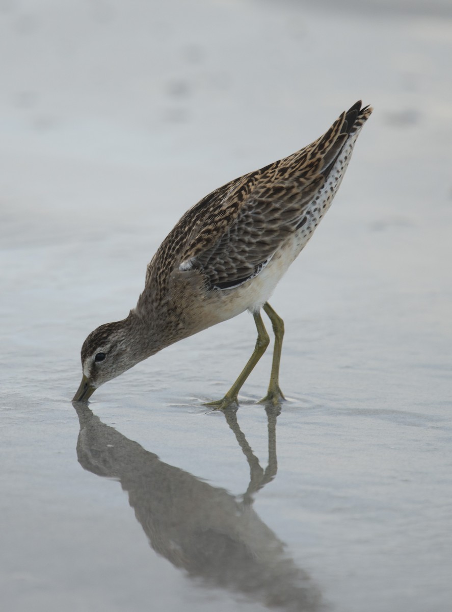 Short-billed Dowitcher - ML401834961