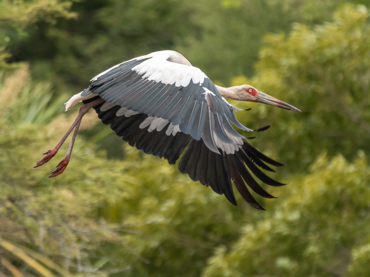 Maguari Stork - Carlos Rossello