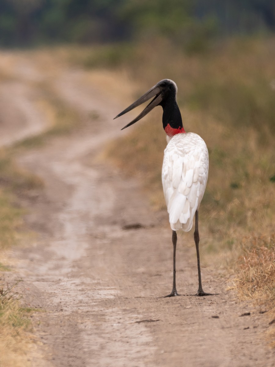 Jabiru d'Amérique - ML401835831