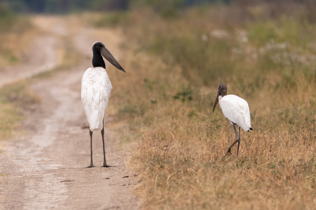 čáp jabiru - ML401835851