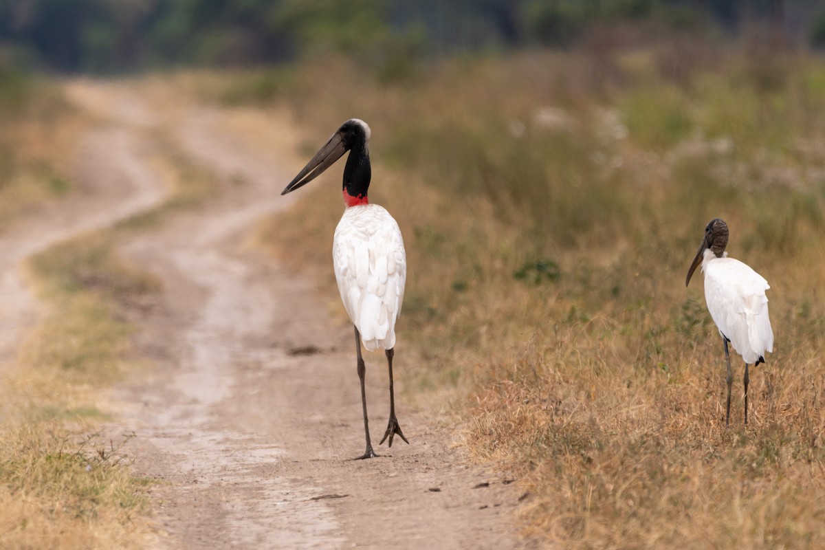 čáp jabiru - ML401835871