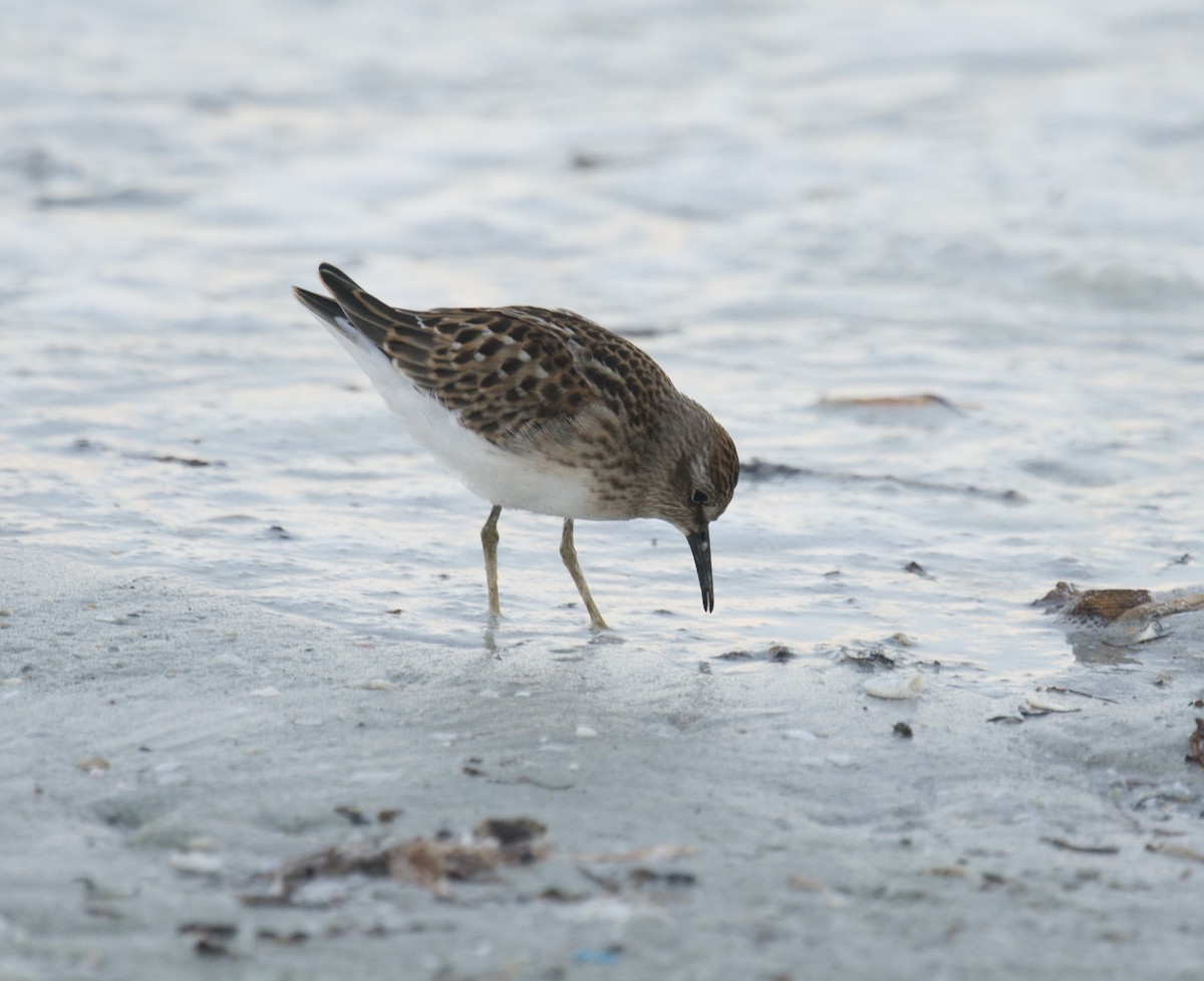 Least Sandpiper - ML401835911