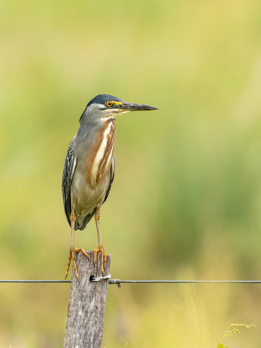 Striated Heron - ML401835961