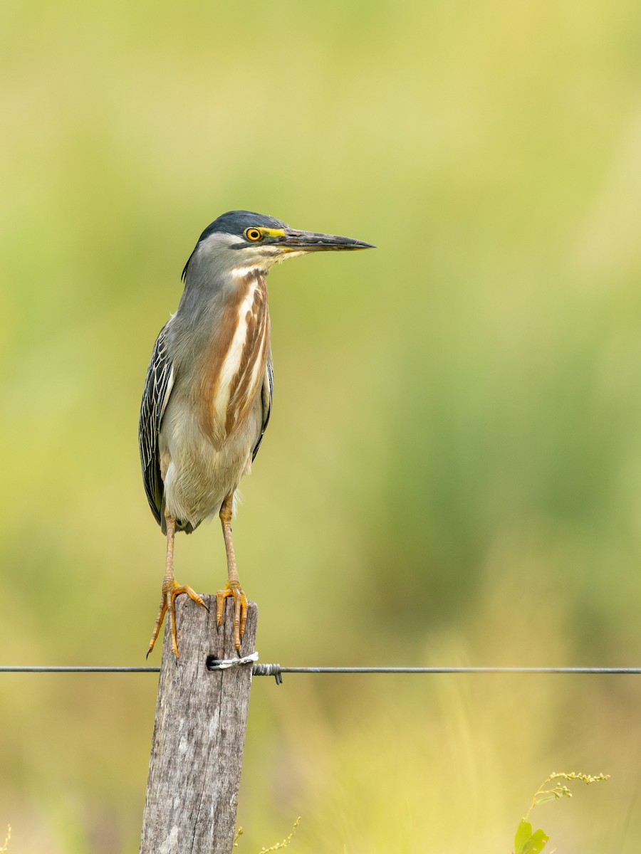 Striated Heron - ML401835971