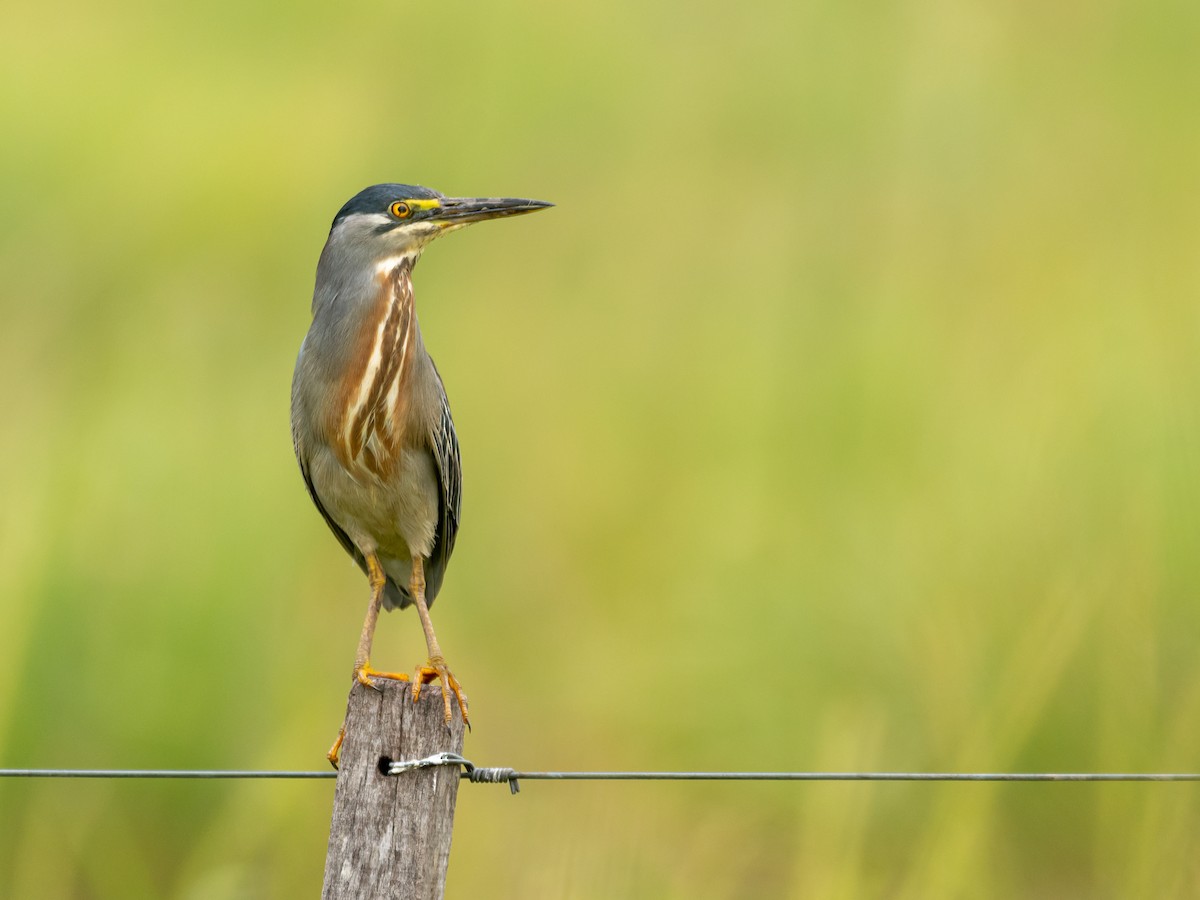 Striated Heron - ML401835981