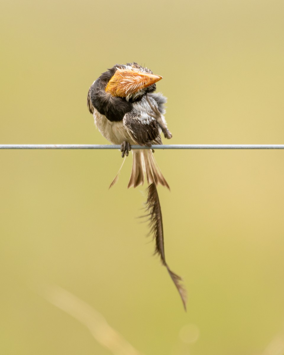 Strange-tailed Tyrant - Carlos Rossello
