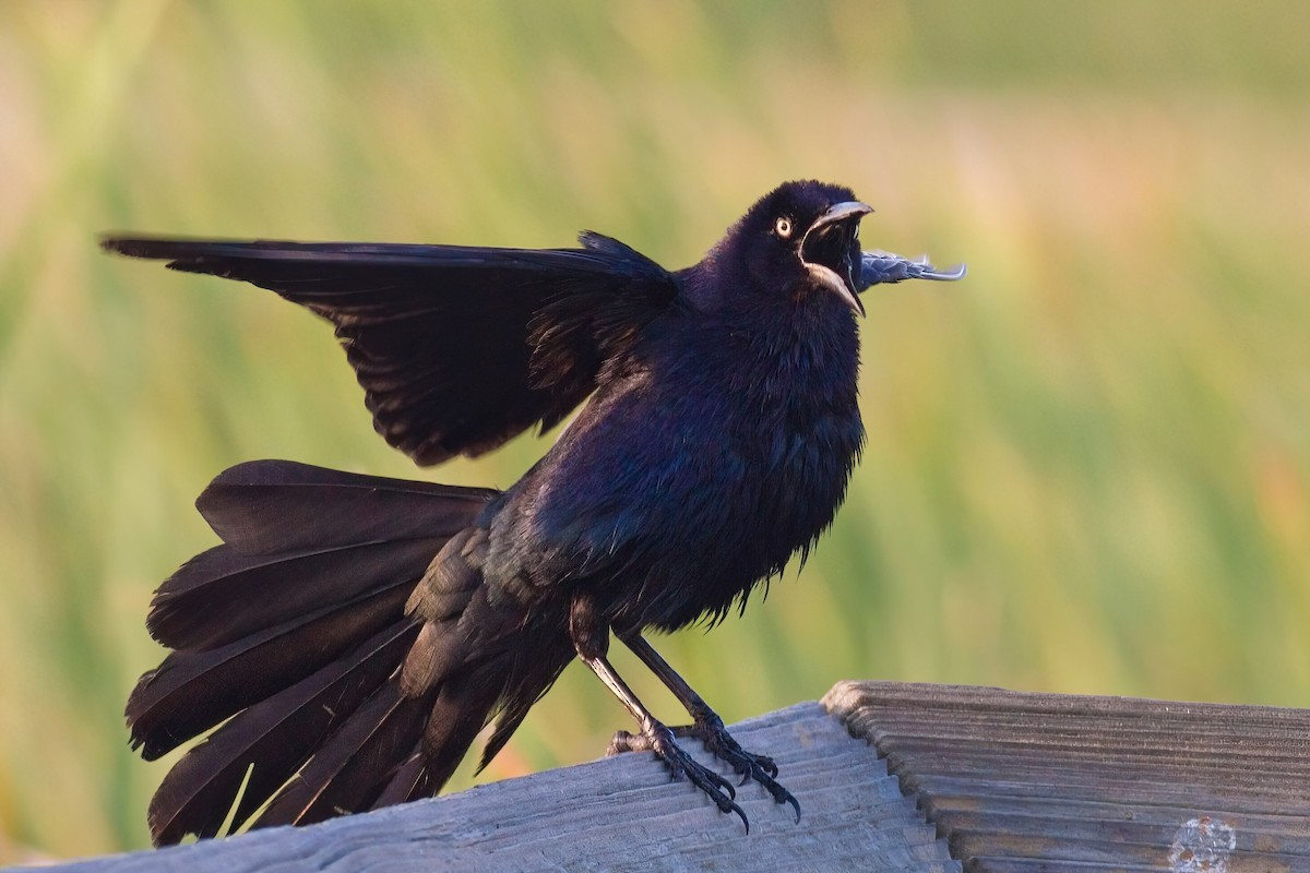 Great-tailed Grackle - ML401838221