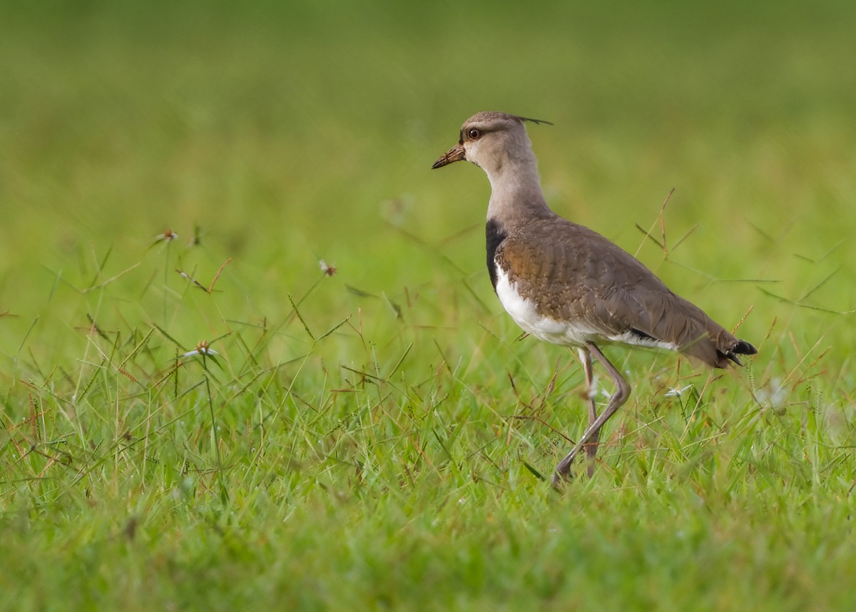 Southern Lapwing - ML401838421