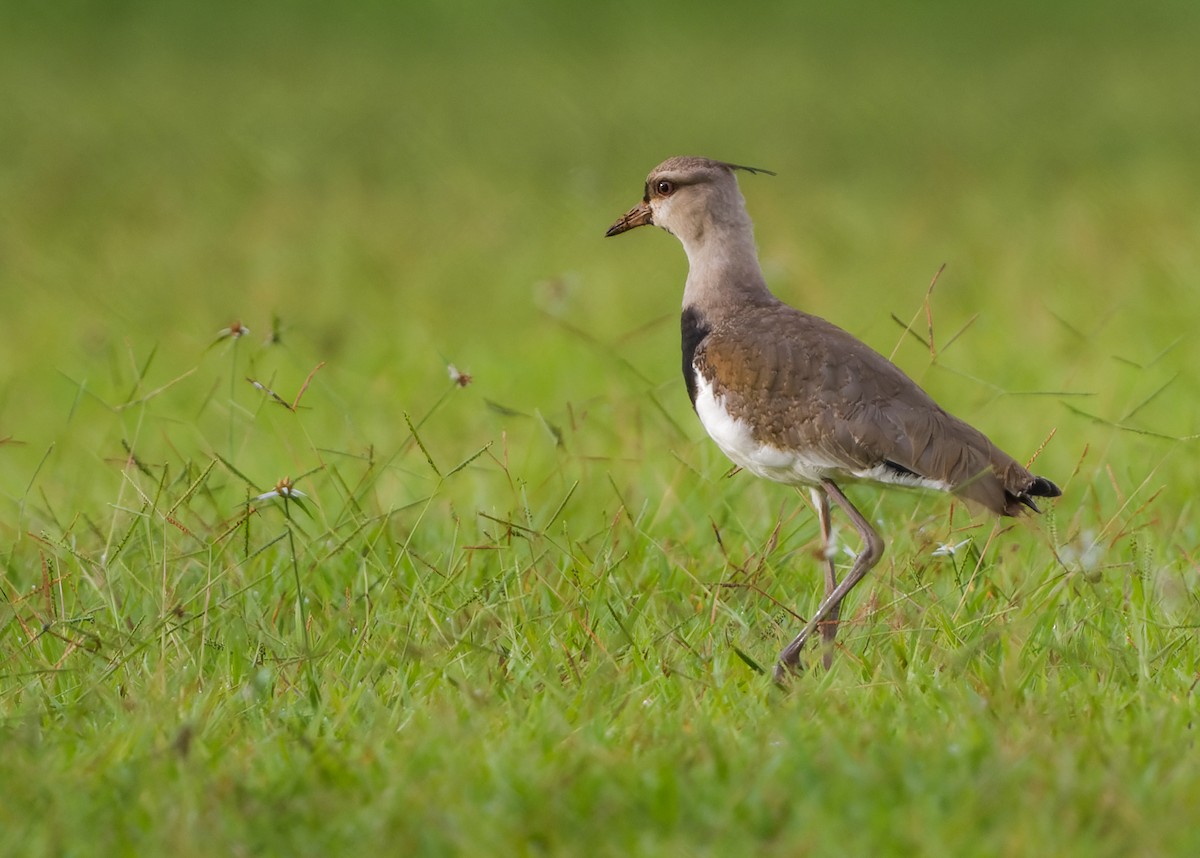 Southern Lapwing - ML401838421