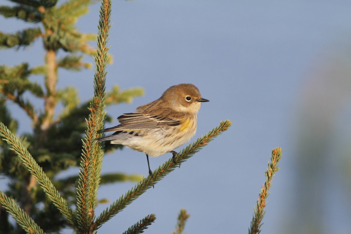 Yellow-rumped Warbler (Myrtle) - ML40183881