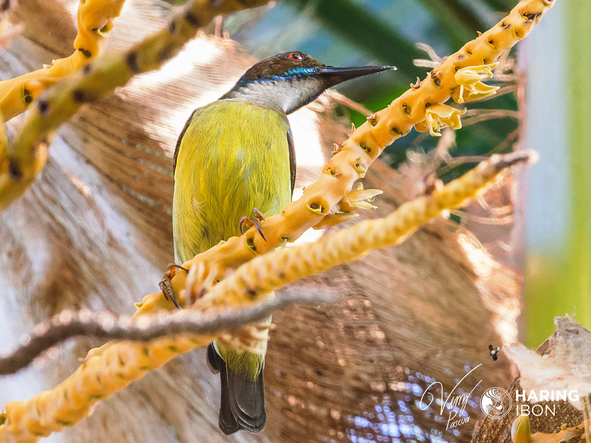 Gray-throated Sunbird - ML401838881