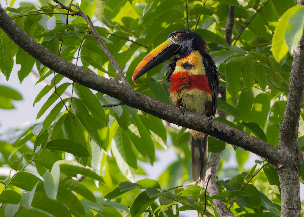 Fiery-billed Aracari - ML401839061