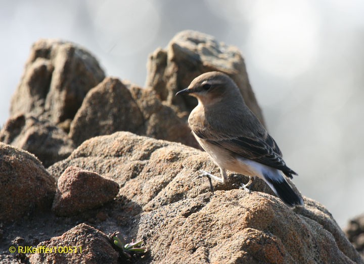 Northern Wheatear - ML40183911