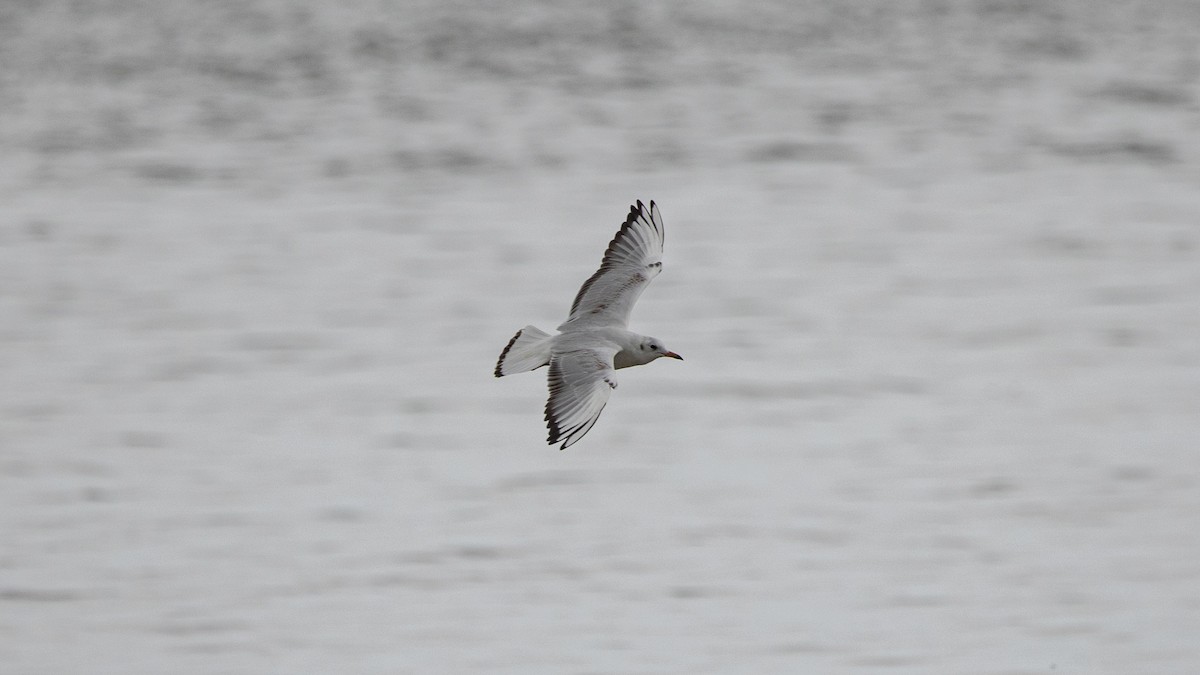 Black-headed Gull - ML401839331