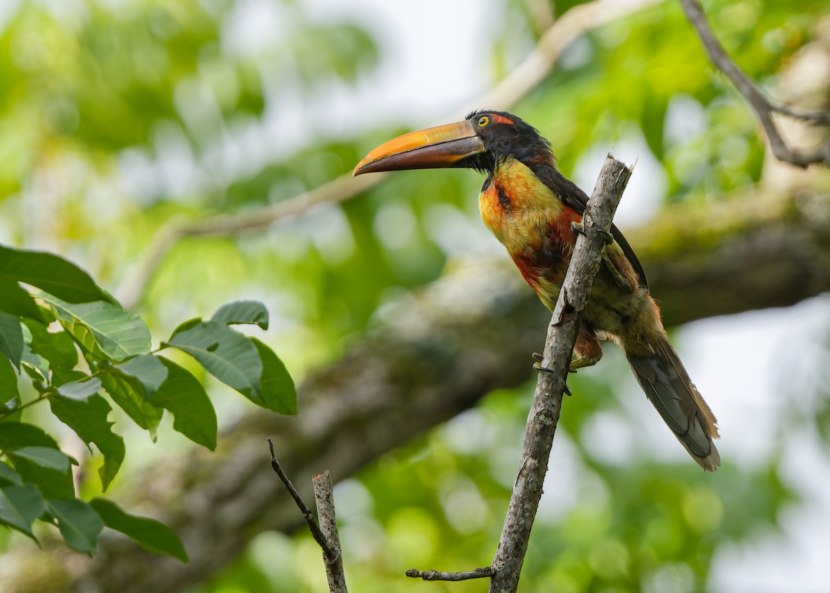 Fiery-billed Aracari - ML401839491