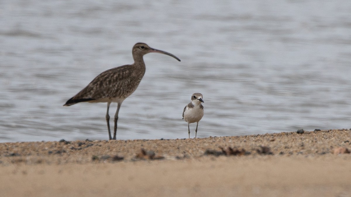 Greater Sand-Plover - ML401839541