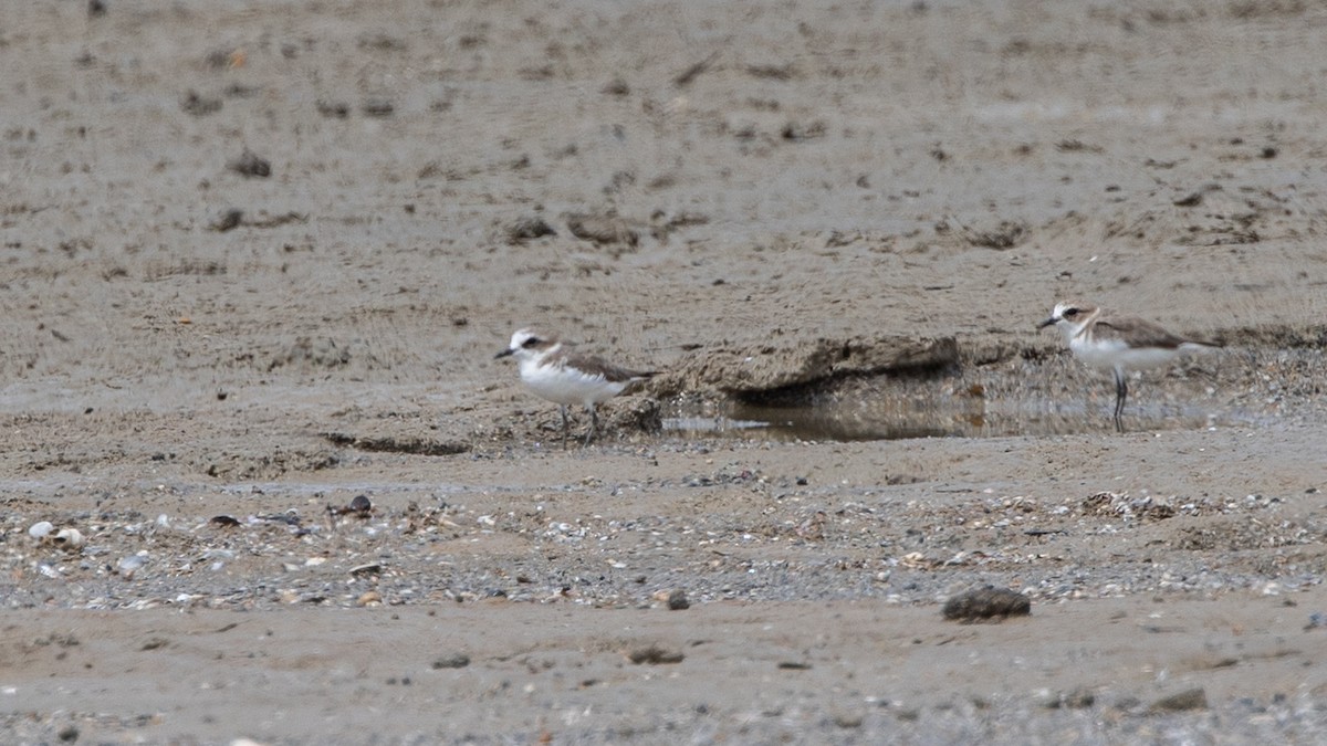 White-faced Plover - Ng SH