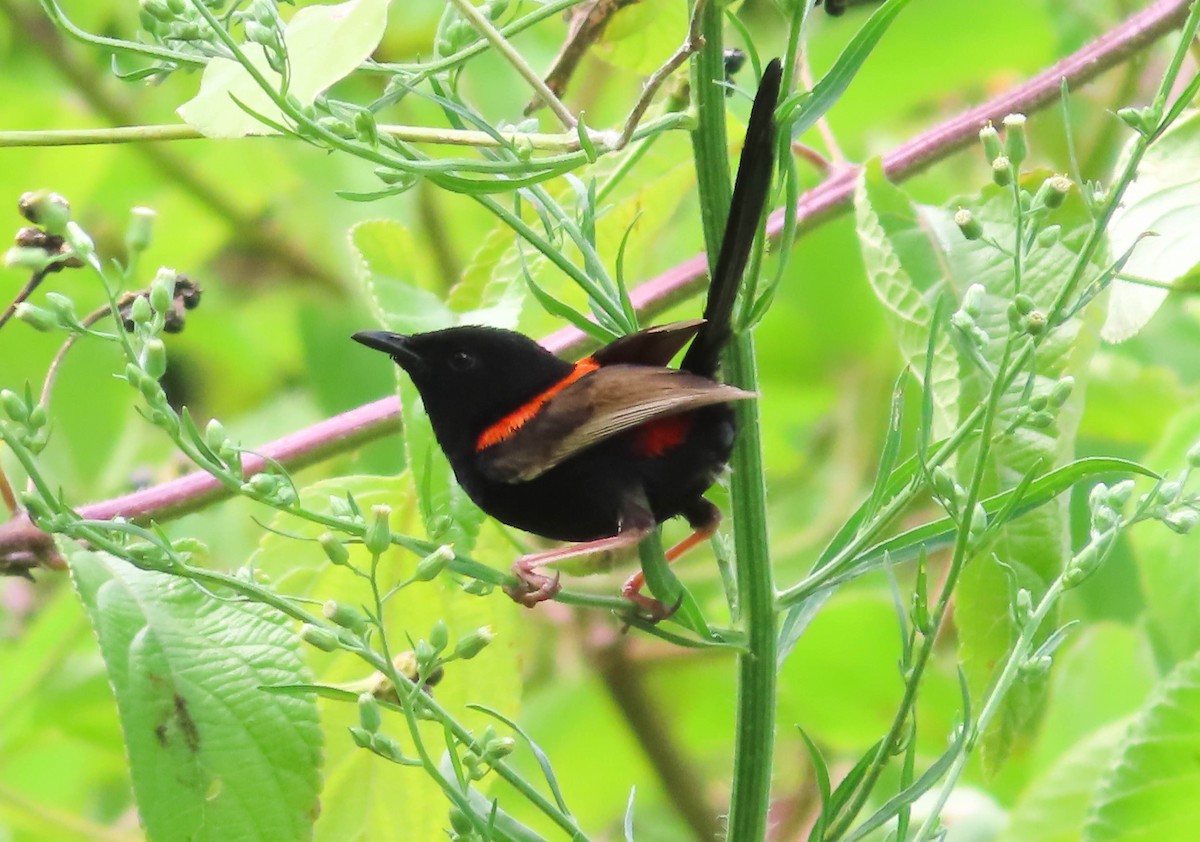 Red-backed Fairywren - ML401840471