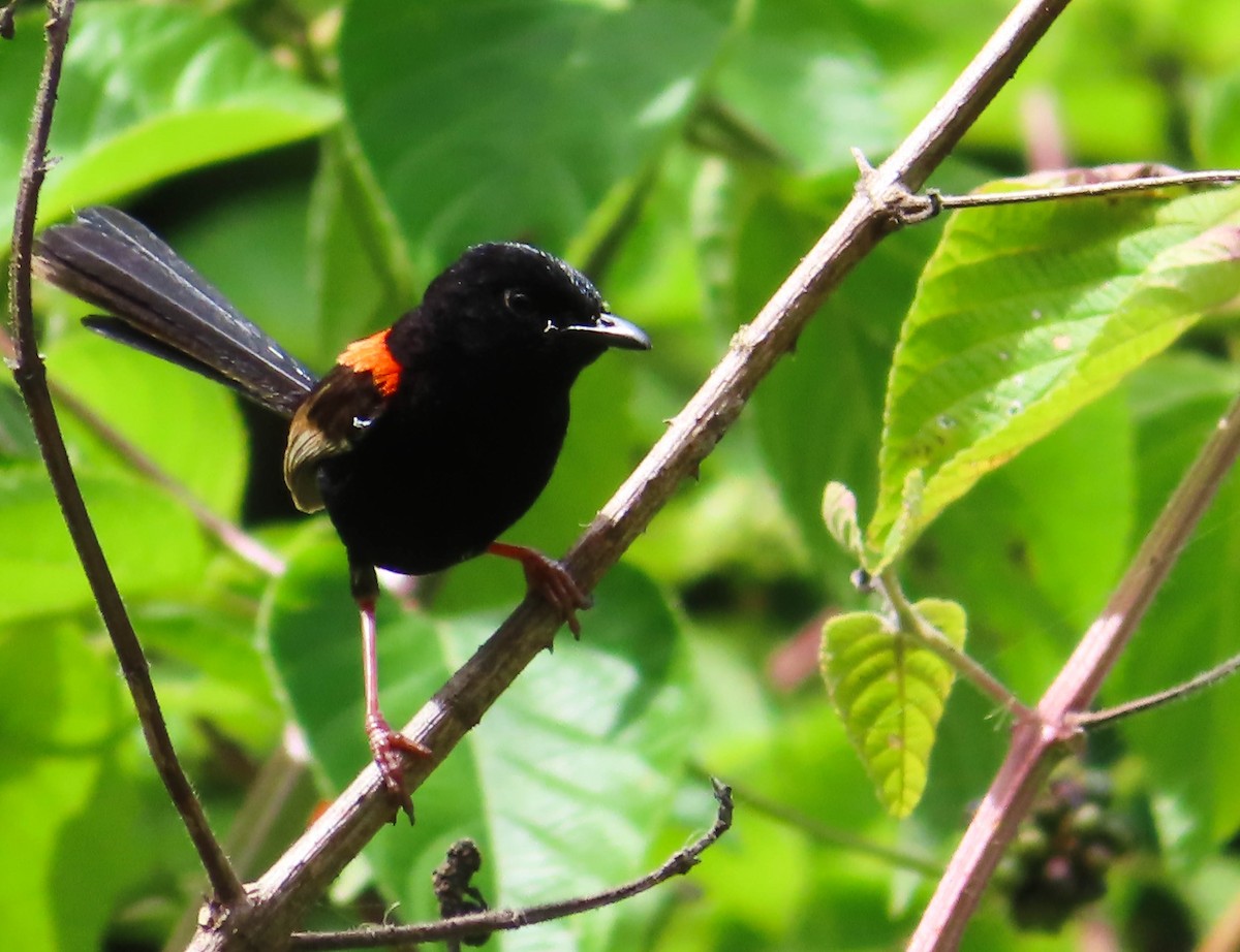 Red-backed Fairywren - ML401840481