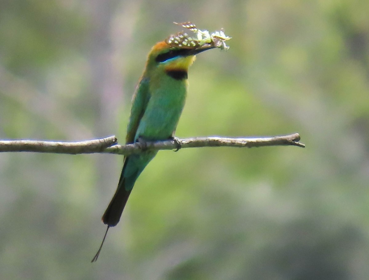 Rainbow Bee-eater - ML401840641