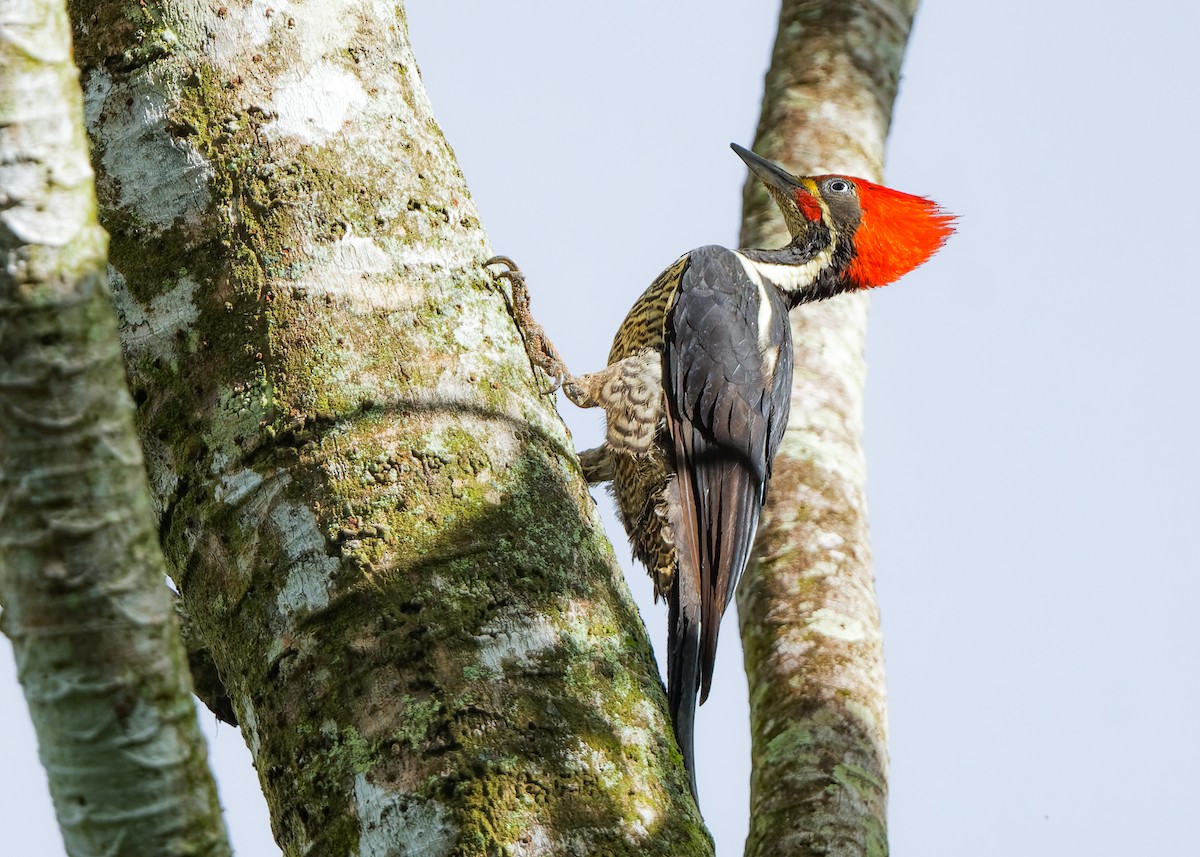 Lineated Woodpecker - Jo Willars