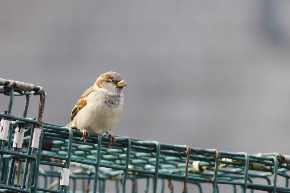 House Sparrow - ML40184071