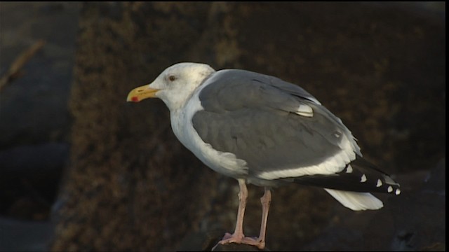 Western Gull - ML401841