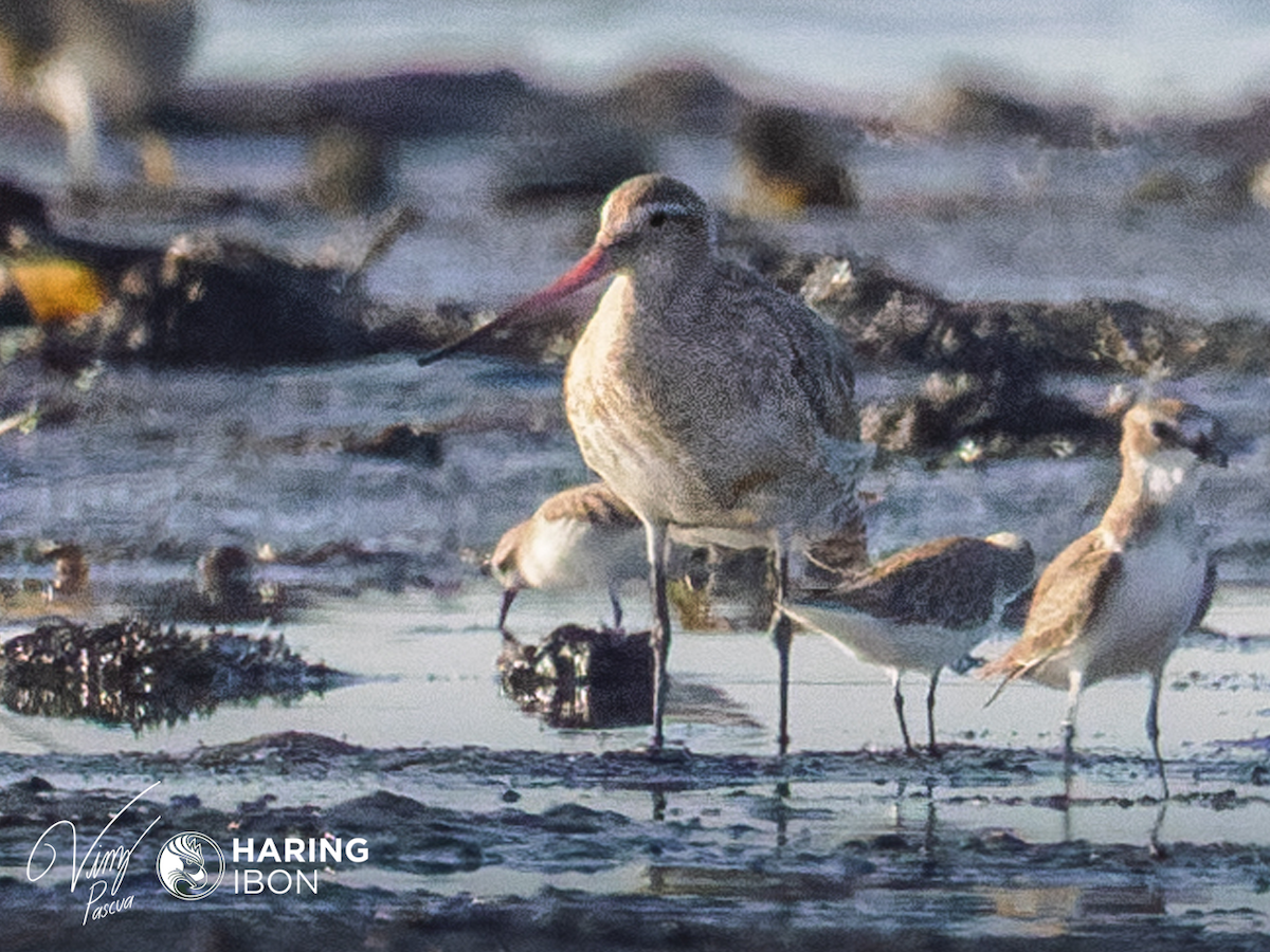 Bar-tailed Godwit - ML401841211