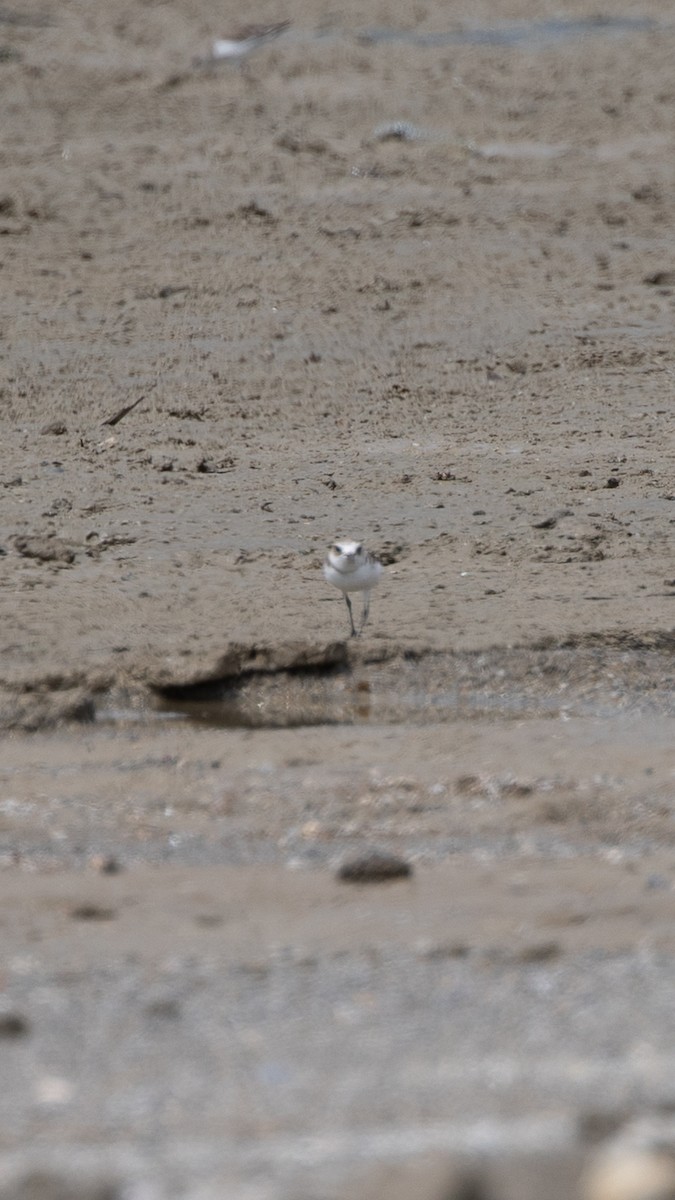 White-faced Plover - ML401841451