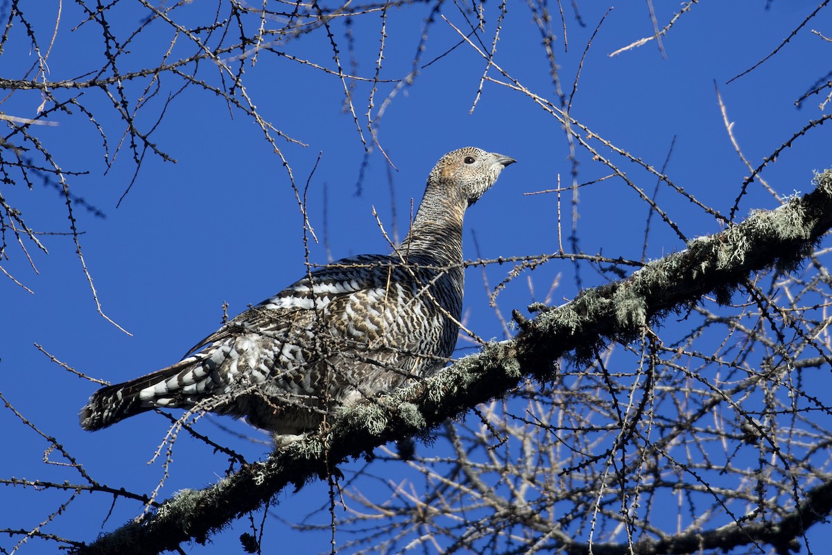 Black-billed Capercaillie - ML401841851