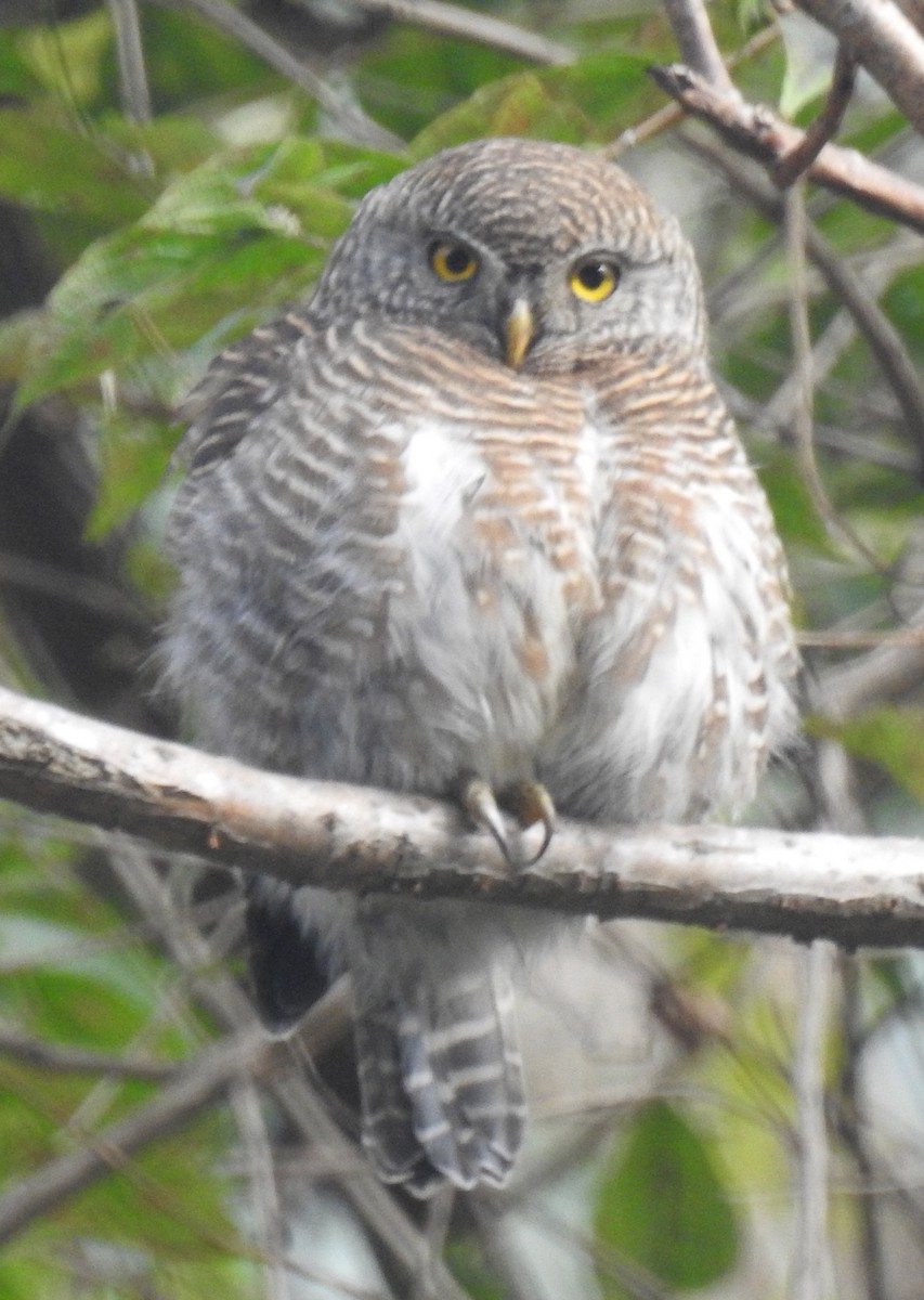 Asian Barred Owlet - ML401841861