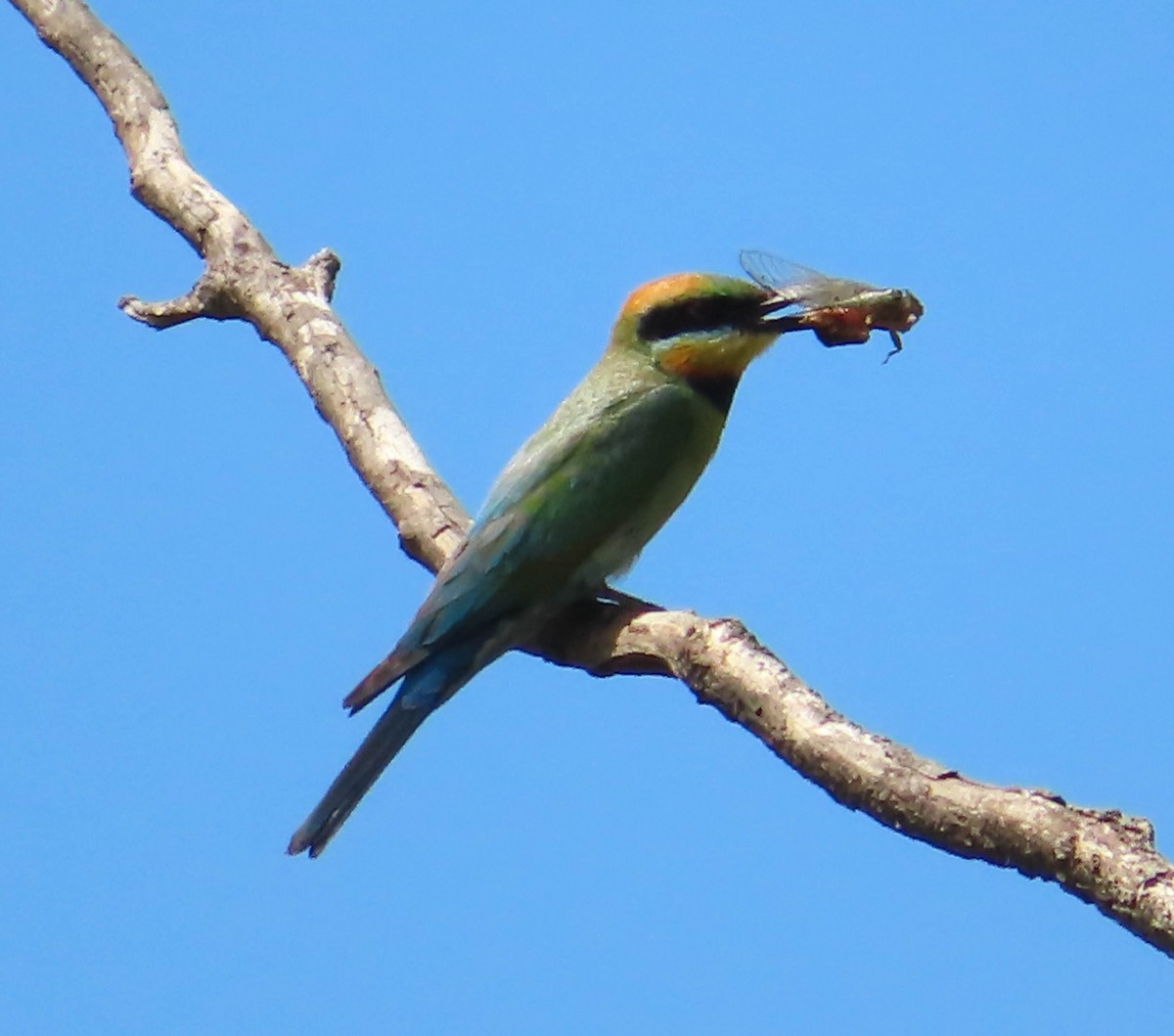 Rainbow Bee-eater - ML401841941