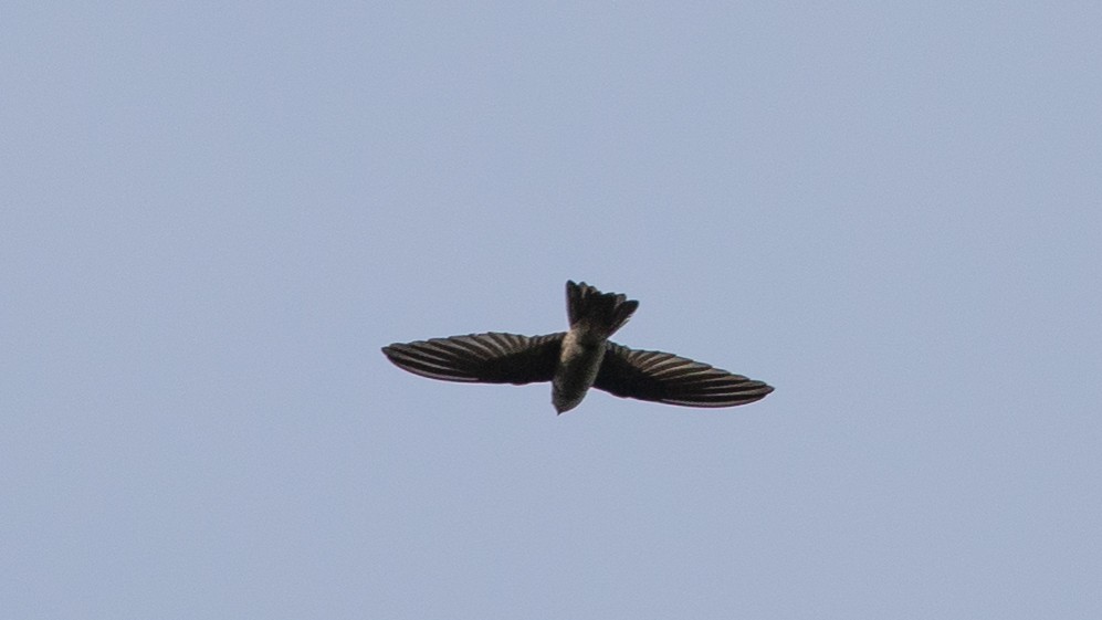 Black-nest Swiftlet - ML401843121