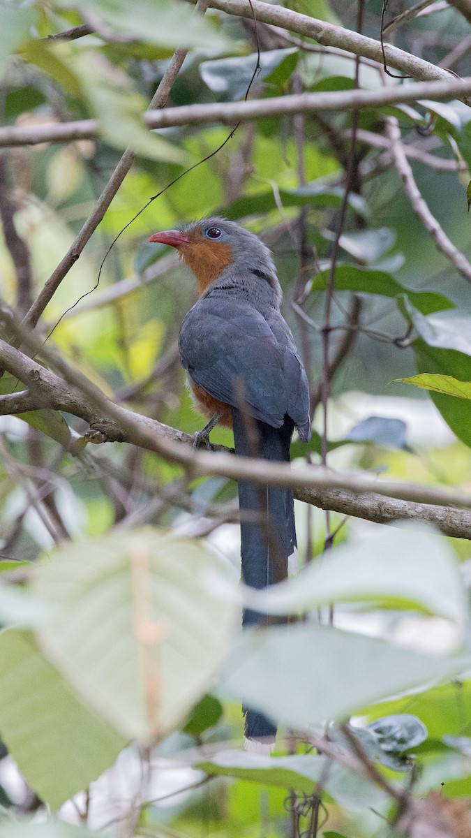 Red-billed Malkoha - ML401843571