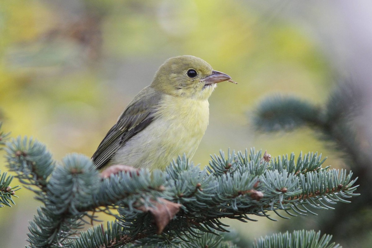 Scarlet Tanager - ML40184391