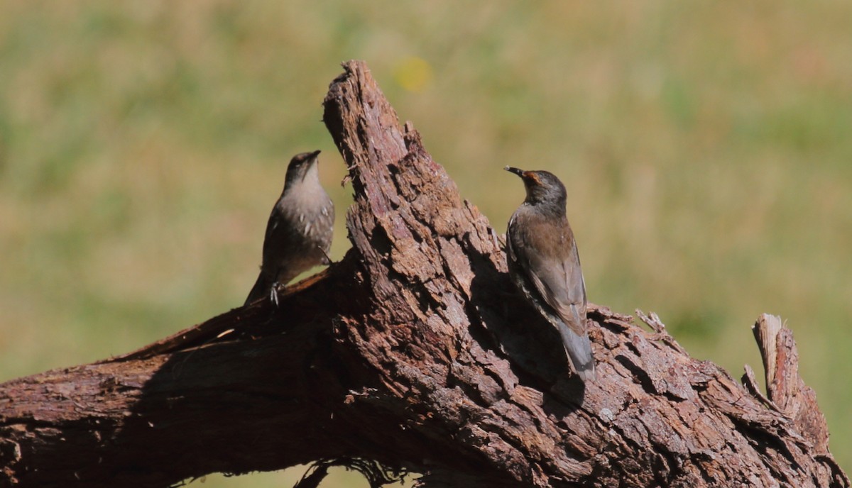 Red-browed Treecreeper - ML401844201