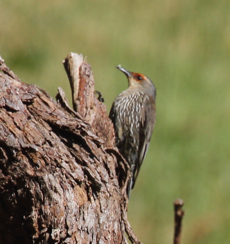 Red-browed Treecreeper - Rob Child