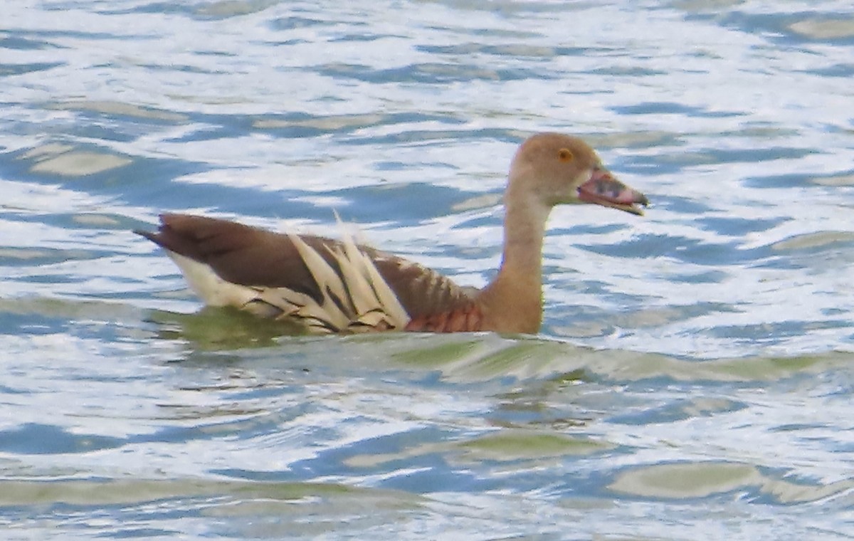 Plumed Whistling-Duck - ML401844491