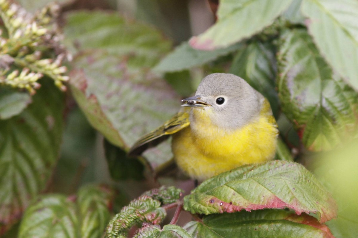 Nashville Warbler - ML40184451