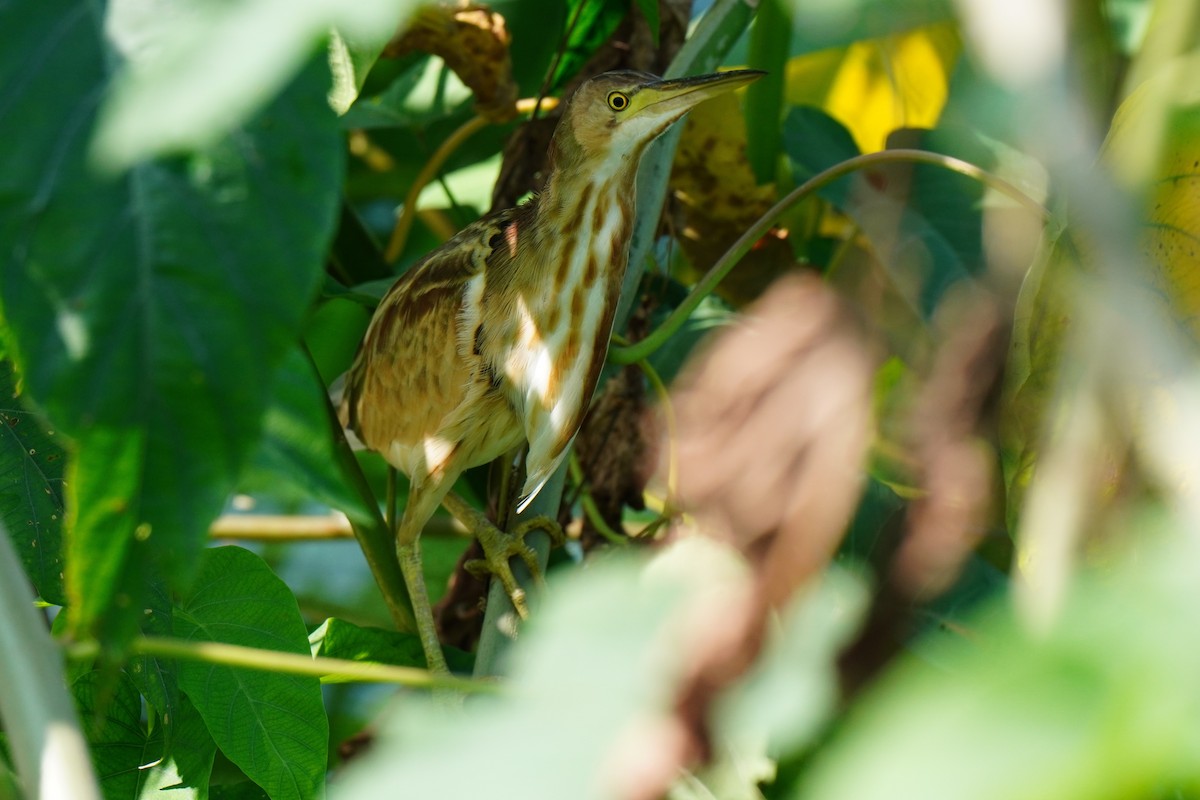 Yellow Bittern - ML401845271