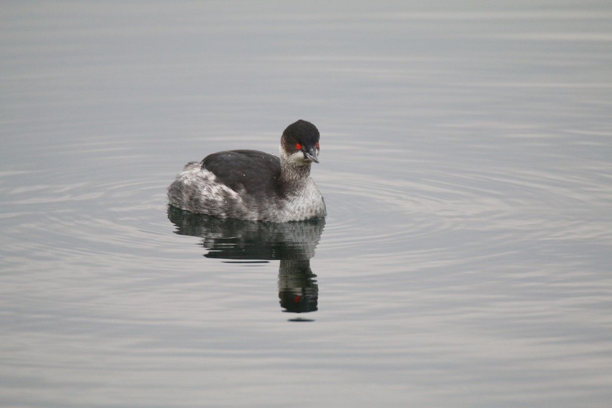 Eared Grebe - ML401845611