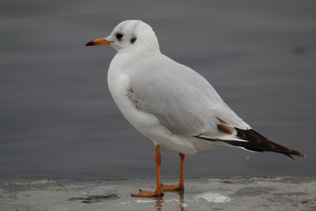 Slender-billed Gull - ML401845721
