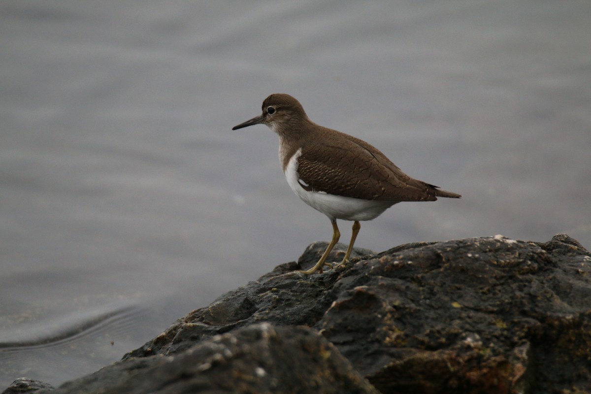 Common Sandpiper - ML401845731